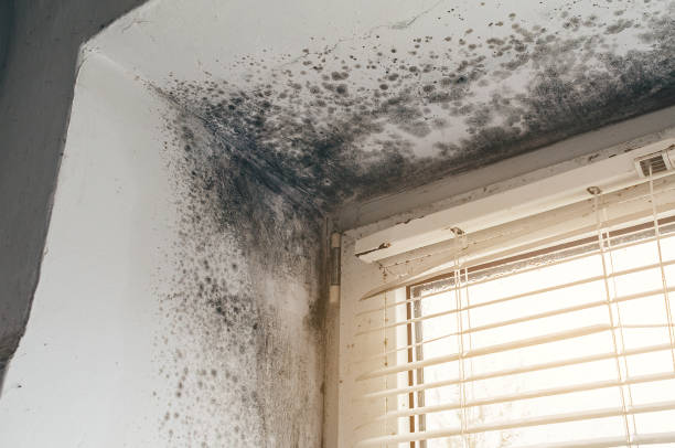 Affordable Attic Mold Removal solutions in Canyon Lake, TX