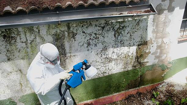 Top rated local Attic Mold Removal specialists in Canyon Lake, TX
